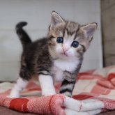 スコティッシュフォールド(立ち耳)