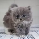 マンチカン(短足)