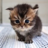 ブリティッシュショートヘア