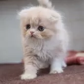 スコティッシュフォールド(折れ耳)