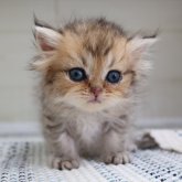 ブリティッシュショートヘア