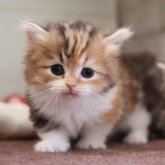 ミヌエット(短足)