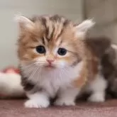 ミヌエット(短足)