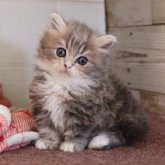 マンチカン(短足)