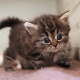 ミヌエット(長足)