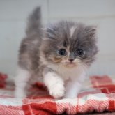 スコティッシュフォールド(立ち耳)