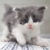 ミヌエット(長足)