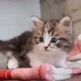 マンチカン(短足)