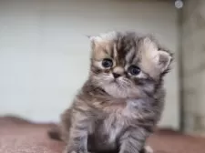 エキゾチックロングヘア【愛知県・女の子・2026年2月5日・ブラウンタビー】の写真2