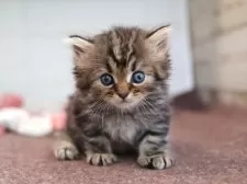 サイベリアン【愛知県・男の子・2025年10月16日・ブラウンタビー】の写真2