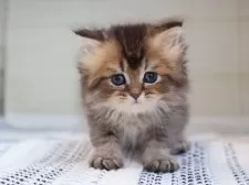 ブリティッシュロングヘア【愛知県・男の子・2025年7月24日・ブラウンタビー】の写真2