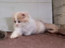 マンチカン(長足)【愛知県・女の子・2025年8月28日・クリームタビーホワイト】の写真3