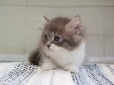 マンチカン(短足)【愛知県・男の子・2025年5月27日・ブルータビーホワイト】の写真3