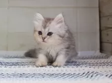 ミヌエット(長足)【愛知県・女の子・2025年4月8日・シルバータビーホワイト】の写真3