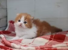 スコティッシュフォールド(折れ耳)【愛知県・女の子・2025年11月7日・レッドタビーホワイト】の写真3