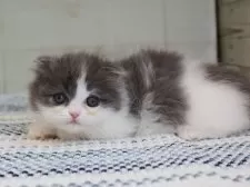 マンチカン(短足)【愛知県・女の子・2025年4月10日・ブルータビーホワイト】の写真3