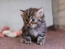 サイベリアン【愛知県・男の子・2025年10月16日・ブラウンタビー】の写真3