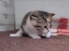 マンチカン(長足)【愛知県・女の子・2025年11月18日・ブラウンパッチドタビーホワイト】の写真3