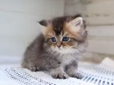 ブリティッシュロングヘア【愛知県・男の子・2025年7月24日・ブラウンタビー】の写真3