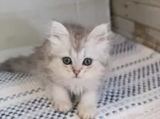 ミヌエット(長足)【愛知県・女の子・2025年4月8日・シルバータビーホワイト】の写真4