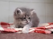 サイベリアン【愛知県・女の子・2025年12月10日・ブルークリームタビー】の写真4