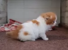 スコティッシュフォールド(折れ耳)【愛知県・女の子・2025年11月7日・レッドタビーホワイト】の写真4