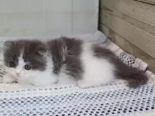 マンチカン(短足)【愛知県・女の子・2025年4月10日・ブルータビーホワイト】の写真4