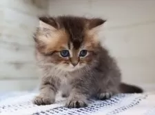 ブリティッシュロングヘア【愛知県・男の子・2025年7月24日・ブラウンタビー】の写真4