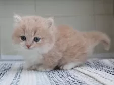 マンチカン(短足)【愛知県・男の子・2025年8月13日・クリームタビーホワイト】の写真3