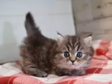 ミヌエット(短足)【愛知県・女の子・2025年11月11日・ブラウンタビー】の写真5