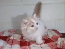 マンチカン(短足)【愛知県・男の子・2025年8月28日・クリームタビーホワイト】の写真5