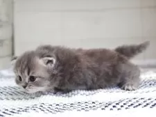 ミヌエット(長足)【愛知県・女の子・2025年3月27日・ブルータビーホワイト】の写真5