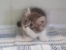 マンチカン(短足)【愛知県・男の子・2025年5月27日・ブルータビーホワイト】の写真5