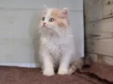 マンチカン(長足)【愛知県・女の子・2025年8月28日・クリームタビーホワイト】の写真5