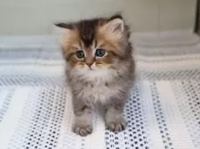 ブリティッシュロングヘア【愛知県・男の子・2025年7月24日・ブラウンタビー】の写真5