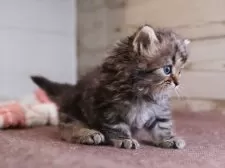 サイベリアン【愛知県・男の子・2025年10月16日・ブラウンタビー】の写真5