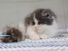 マンチカン(短足)【愛知県・女の子・2025年4月10日・ブルータビーホワイト】の写真5