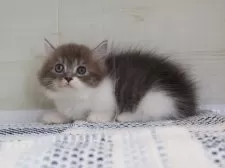 マンチカン(短足)【愛知県・男の子・2025年5月27日・ブルータビーホワイト】の写真6