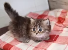 ミヌエット(短足)【愛知県・女の子・2025年11月11日・ブラウンタビー】の写真6