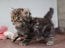 サイベリアン【愛知県・男の子・2025年10月16日・ブラウンタビー】の写真6