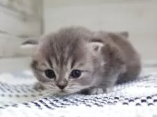 ミヌエット(長足)【愛知県・女の子・2025年3月27日・ブルータビーホワイト】の写真6