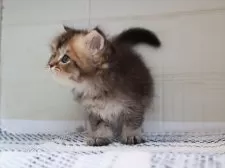 ブリティッシュロングヘア【愛知県・男の子・2025年7月24日・ブラウンタビー】の写真6