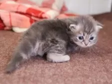 サイベリアン【愛知県・男の子・2025年10月20日・ブルータビー】の写真6