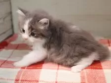 サイベリアン【愛知県・男の子・2025年11月17日・ブルータビーホワイト】の写真6