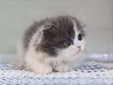 マンチカン(短足)【愛知県・女の子・2025年4月10日・ブルータビーホワイト】の写真7