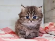 ミヌエット(短足)【愛知県・女の子・2025年11月11日・ブラウンタビー】の写真7