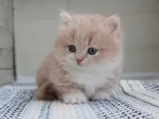 マンチカン(短足)【愛知県・男の子・2025年8月13日・クリームタビーホワイト】の写真5