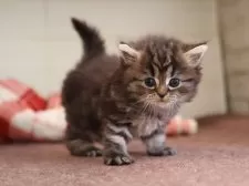 ミヌエット(長足)【愛知県・女の子・2025年10月13日・ブラウンタビー】の写真7