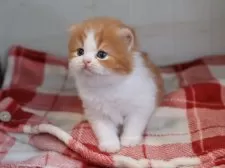 スコティッシュフォールド(折れ耳)【愛知県・女の子・2025年11月7日・レッドタビーホワイト】の写真7