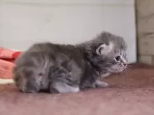 サイベリアン【愛知県・男の子・2025年10月20日・ブルータビー】の写真7